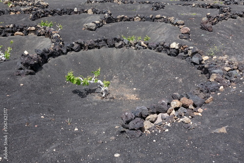 Weinbau auf Lanzarote photo