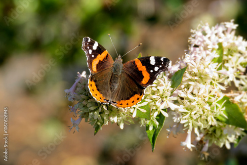 Red admiral butterfly (Vanessa Atalanta) perched on a white flower in Zurich, Switzerland photo