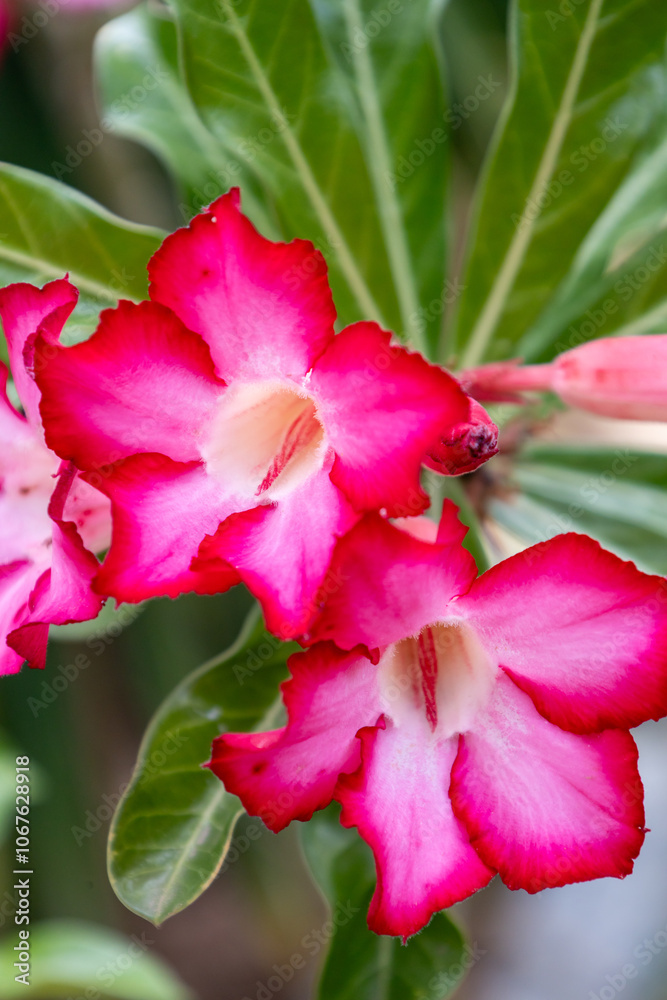 Beautiful flower of the plant called desert flower. A rare plant with an exotic and thick trunk Beautiful flower of the plant called desert flower. A rare plant with an exotic and thick trunk