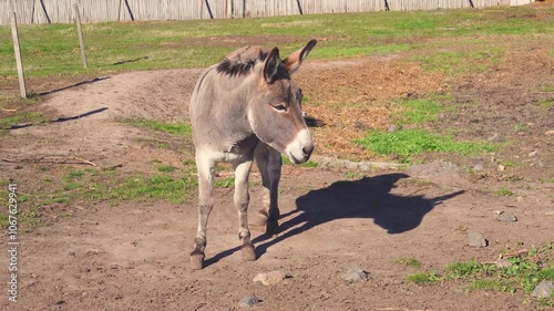 Donkey grazing on dirt ground in a rural farm setting. Outdoor animal portrait with natural light. Farm life and animal care concept.