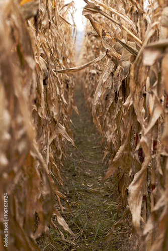 Row spacing of a cornfield before the start of harvesting