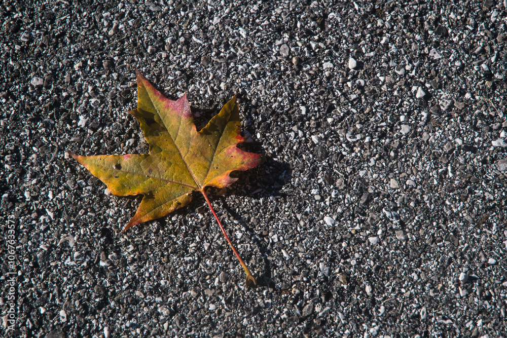 Una foglia caduta da un albero sull’asfalto di una strada in una giornata autunnale Una foglia caduta da un albero sull’asfalto di una strada in una giornata autunnale