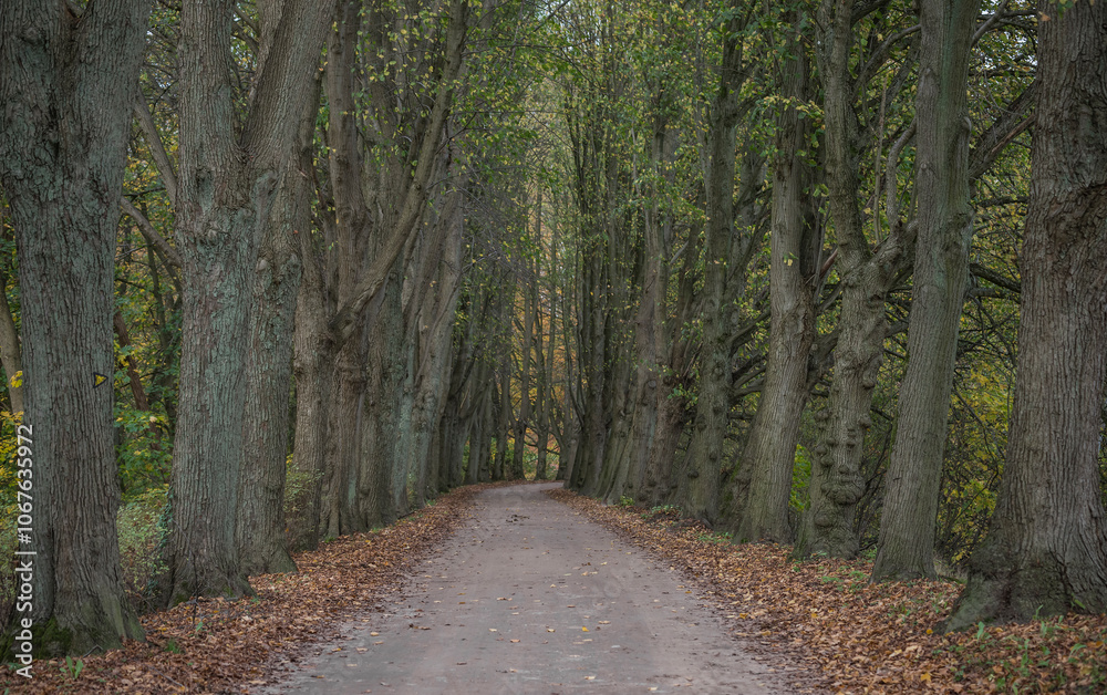 Fototapeta premium Path in a fall season wood area.