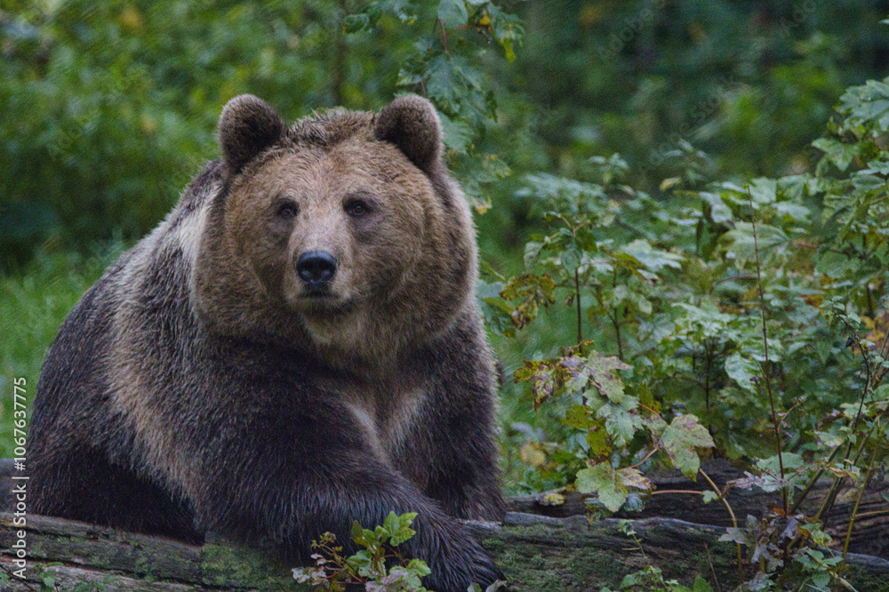 Fototapeta premium Bär- Portrait des Braunbären - (Ursus arctos)