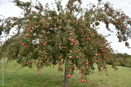 Apple tree with red apples