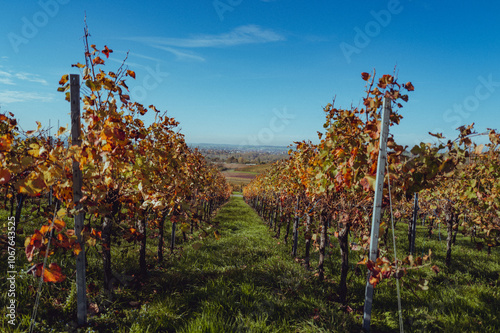 Goldene Herbstlandschaft in Weinbergen mit buntem Laub und klarer Herbstluft photo