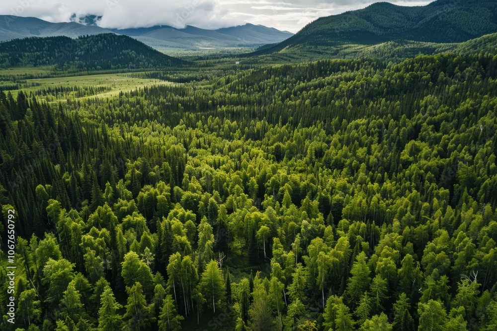 Fototapeta premium Aerial top view green forest and green trees in rural Altai Drone photo.