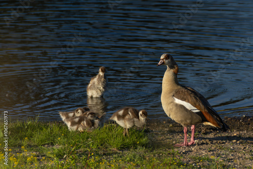 Gänsefamilie am Wasser