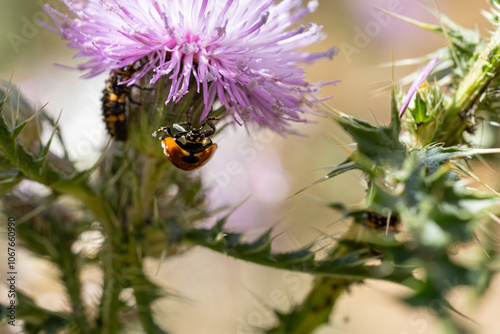 Marienkäfer an Blume