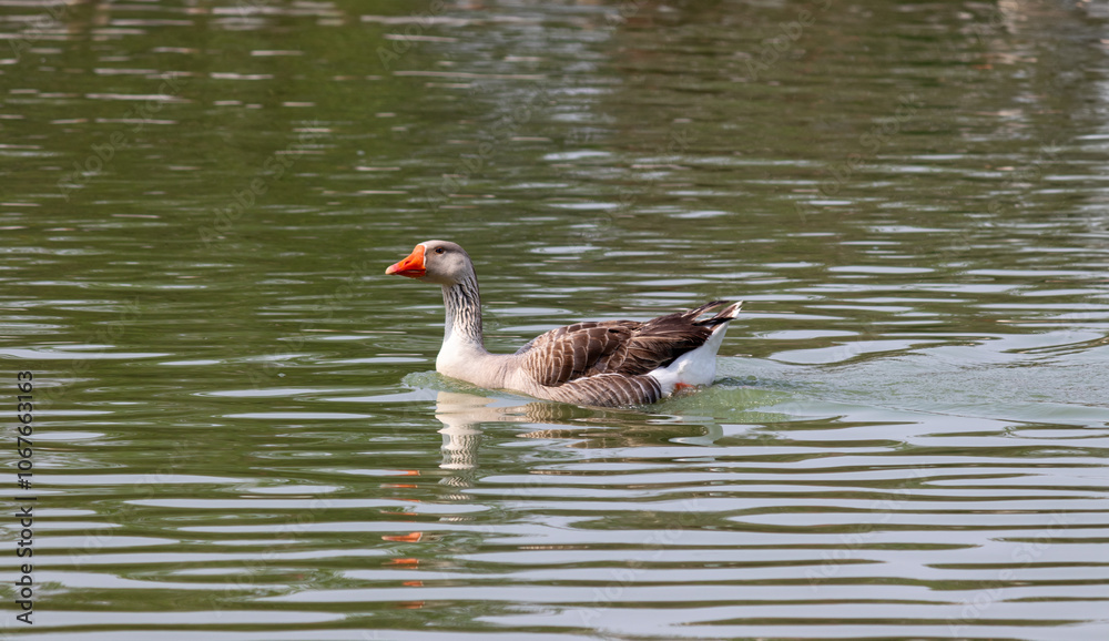 Image taken at Barigui Park in Curitiba, Paraná, Brazil. Image taken at Barigui Park in Curitiba, Paraná, Brazil.