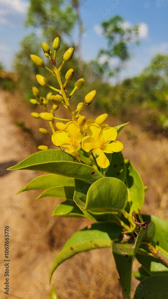 Obraz premium Yellow flower found in the Jalapão biome, in the state of Tocantins, Brazil. It has green leaves with small spots.