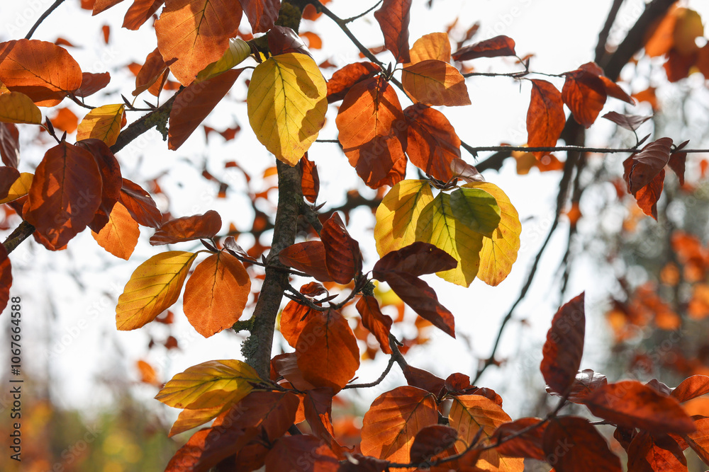 Fototapeta premium Branch with autumn-colored beech leaves in backlight