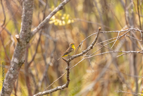 The palm warbler (Setophaga palmarum). A palm warbler during its spring migration photo