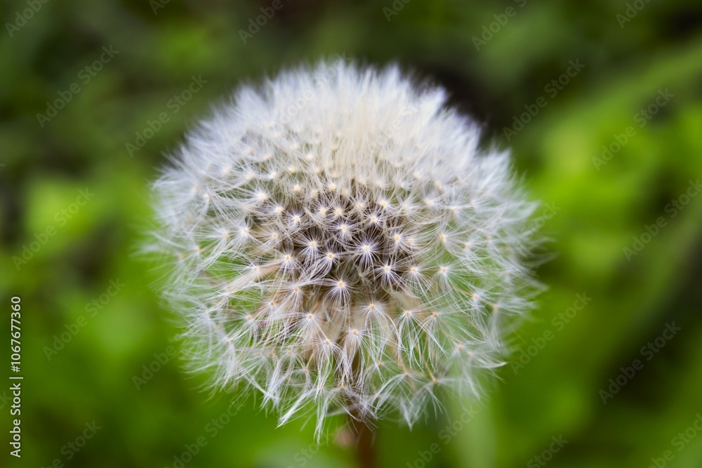 The seedhead of dandelion flower in Nagano, Japan The seedhead of dandelion flower in Nagano, Japan