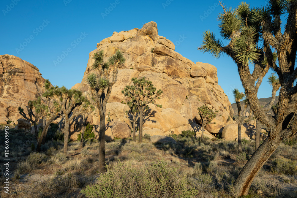 Joshua Tree NP Joshua Tree NP