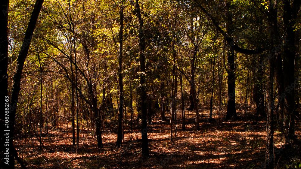 Fototapeta premium Trees In Dense Forest_OLM0229