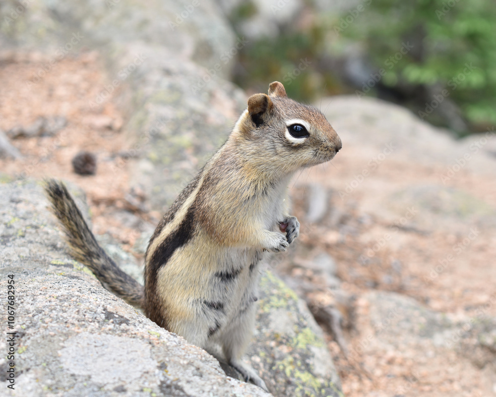 Tiny Friend Tiny Friend