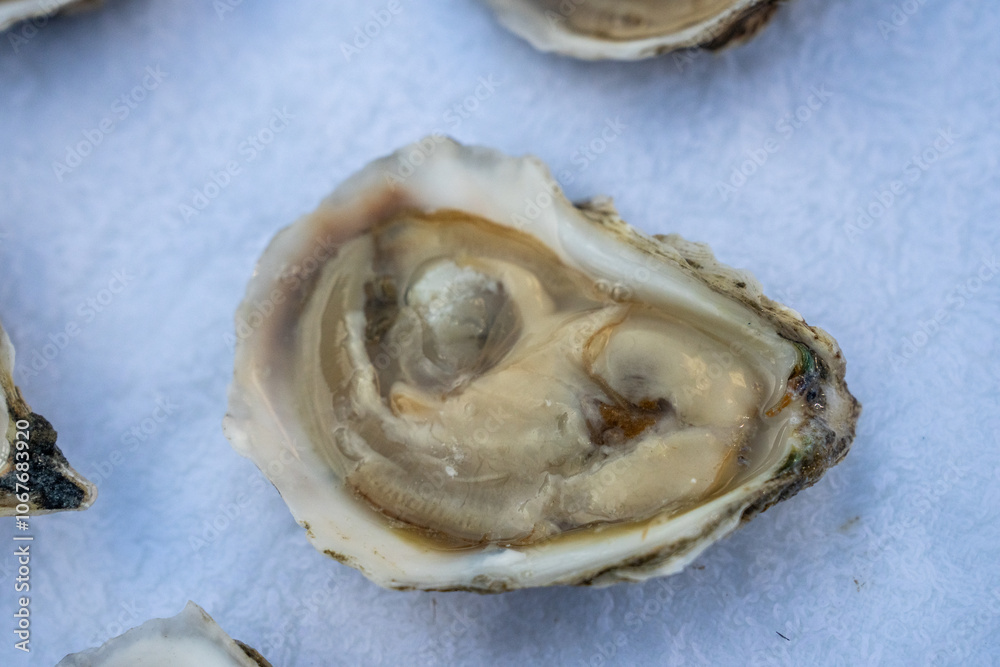 Oysters in the shell and oyster knife Oysters in the shell and oyster knife