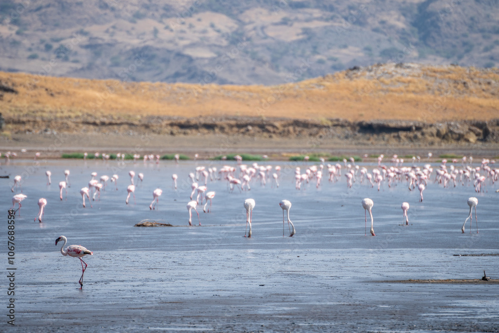 Naklejka premium Flock of flamingos in water with mountains in background, Lake Natron, Tanzania