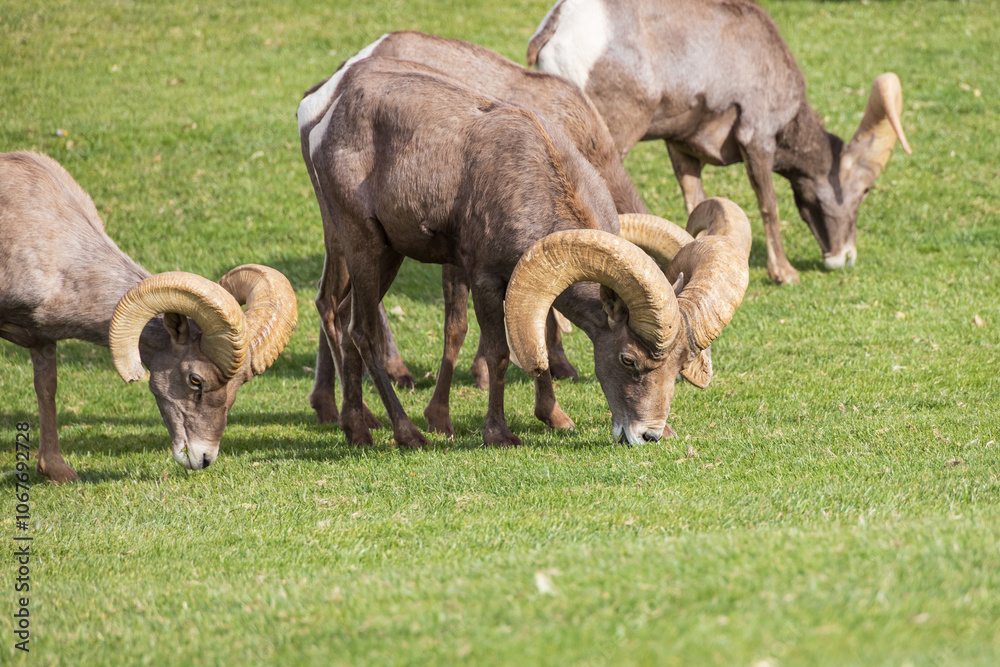 Bighorn sheep herd grazing on grass
Bighorn sheep herd grazing on grass