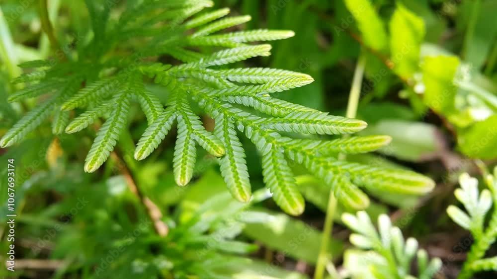 Close up of Selaginella focused on the foreground. Perfect for a documentary in the tropical rainforest and World Environment Day on June 5th. Close up of Selaginella focused on the foreground. Perfect for a documentary in the tropical rainforest and World Environment Day on June 5th.