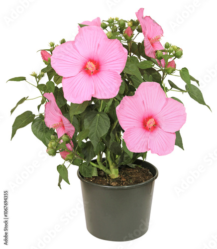 Tableau sur toile Hibiscus moscheutos en pot