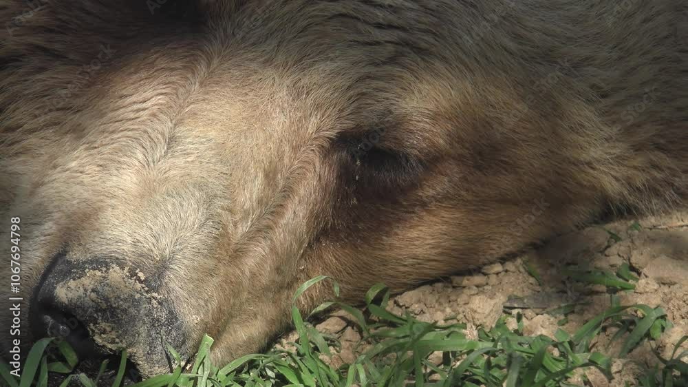 Brown bear head with face details, close up Brown bear head with face details, close up