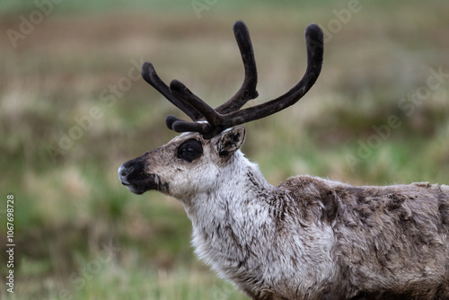 Reindeer in the Scandivavian fells