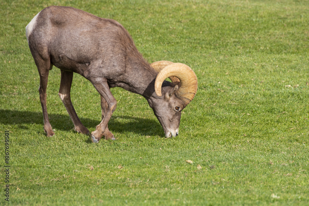 Bighorn sheep grazing on grass Bighorn sheep grazing on grass