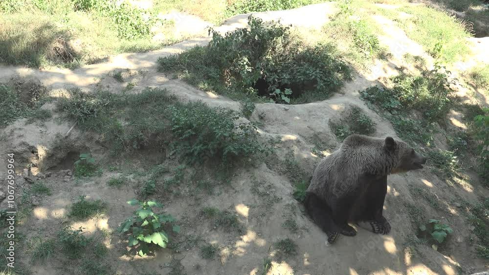 Brown bear in natural environment in the green season Brown bear in natural environment in the green season