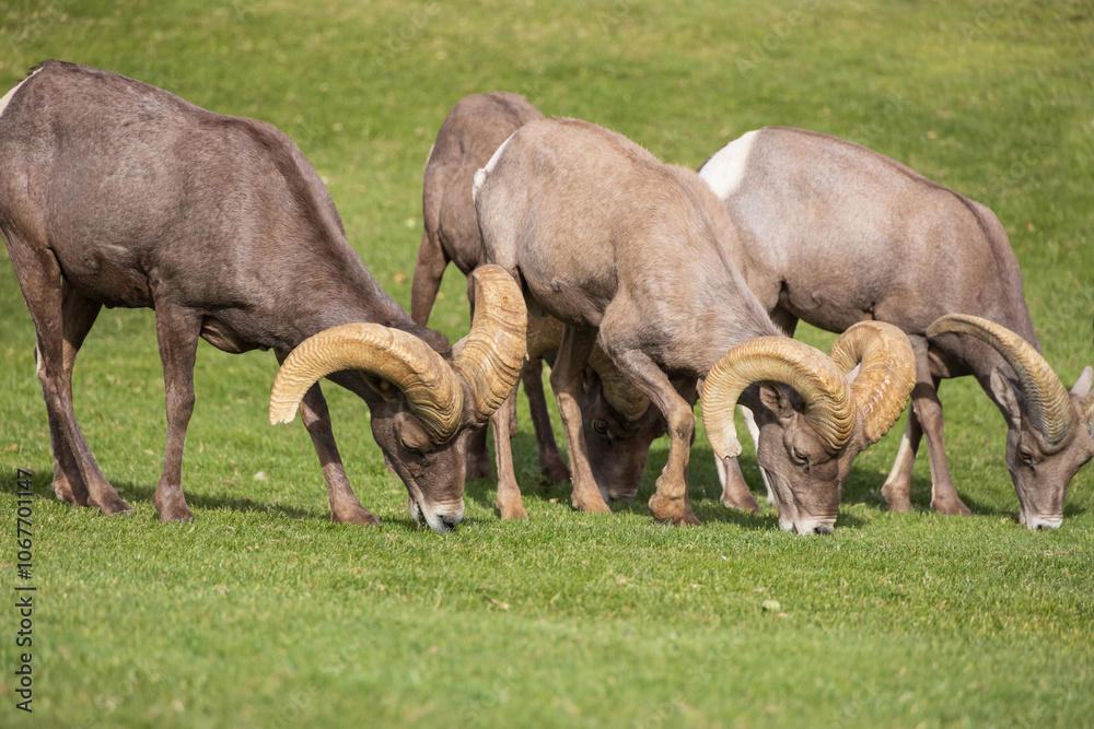 Bighorn sheep herd grazing on grass
Bighorn sheep herd grazing on grass