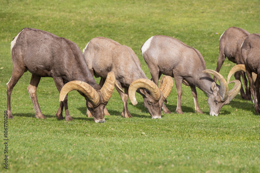 Bighorn sheep herd grazing on grass
Bighorn sheep herd grazing on grass