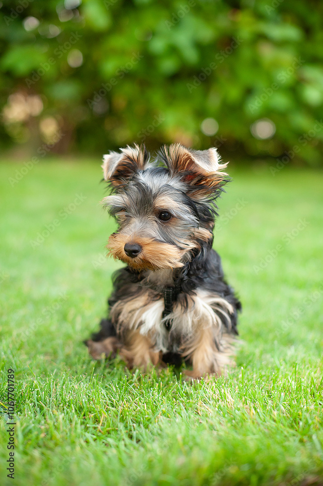 Adorable Yorkshire Terrier puppy on green grass – playful and cute moment outdoors Adorable Yorkshire Terrier puppy on green grass – playful and cute moment outdoors