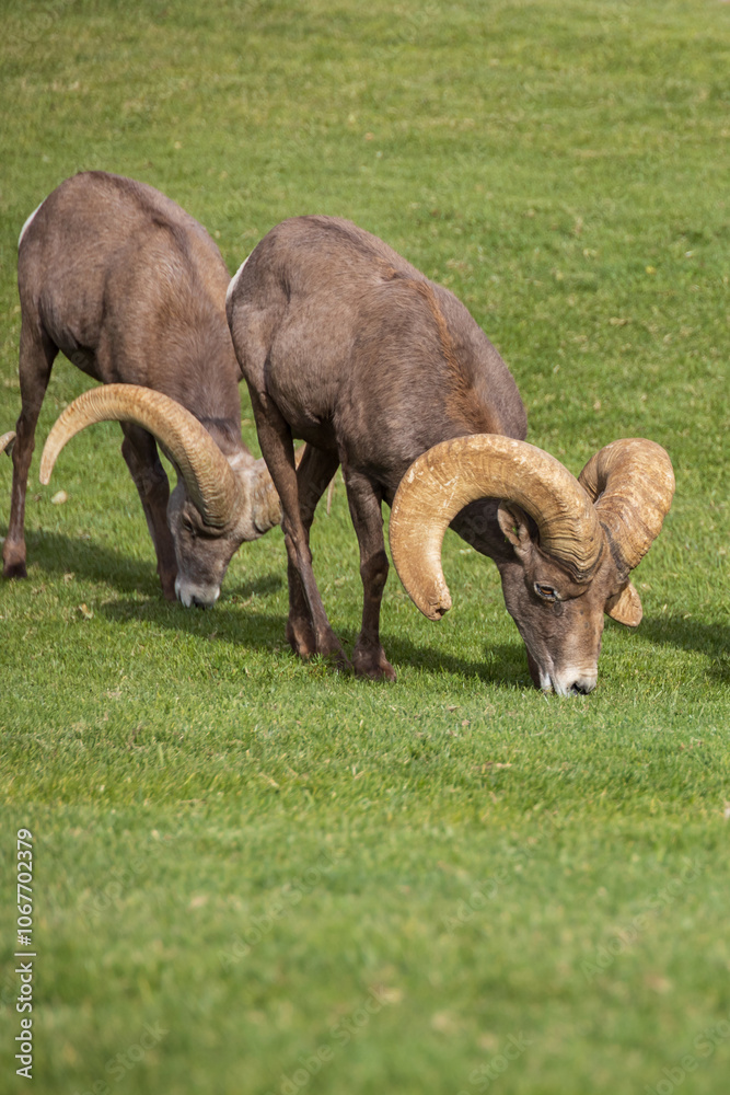Bighorn sheep herd grazing on grass
Bighorn sheep herd grazing on grass