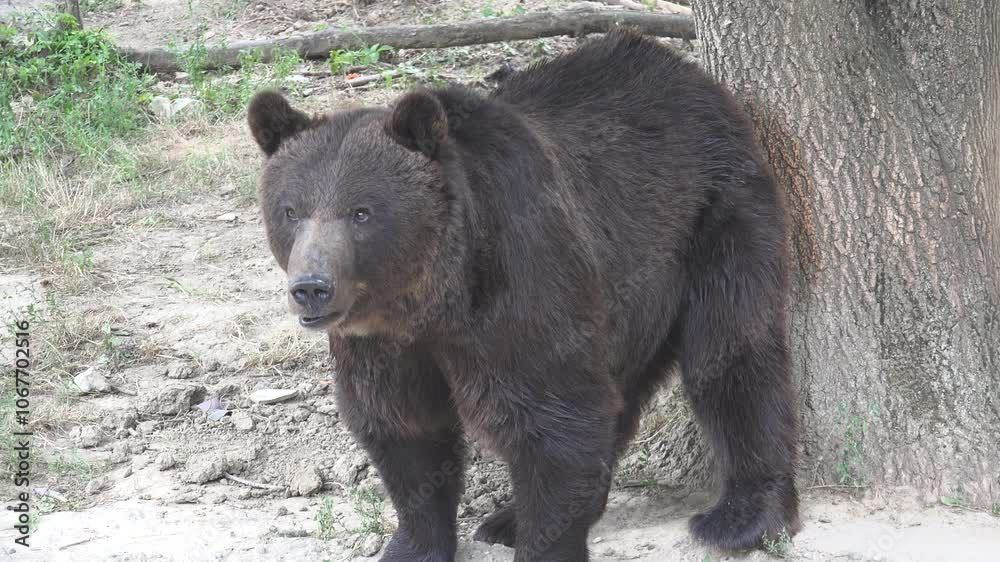 Brown bear rubs against a tree to establish territory Brown bear rubs against a tree to establish territory