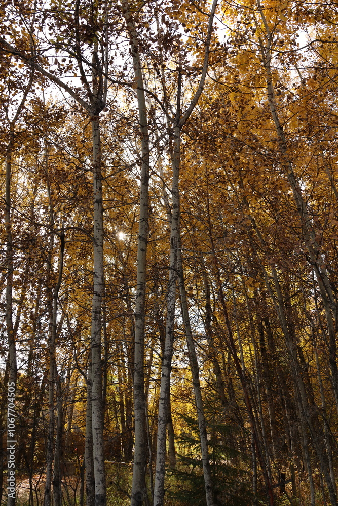 Fototapeta premium Fall forest with colourful leaves