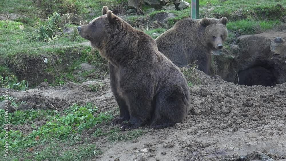 Family of brown bears digging a hole in the ground for winter shelter Family of brown bears digging a hole in the ground for winter shelter