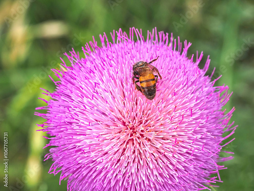 Cirsium texanum, Texas Thistle, Asteraceae (Aster Family), pink flowered thistle plant looks like something from a child's storybook. photo