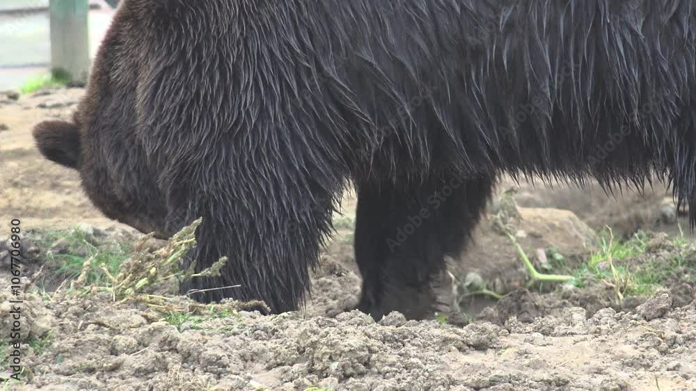 Family of brown bears digging a hole in the ground for winter shelter ...