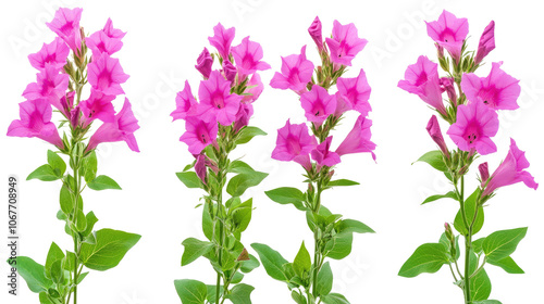 Beautiful Collection of Pink Flowers on a Transparent Background Generative AI