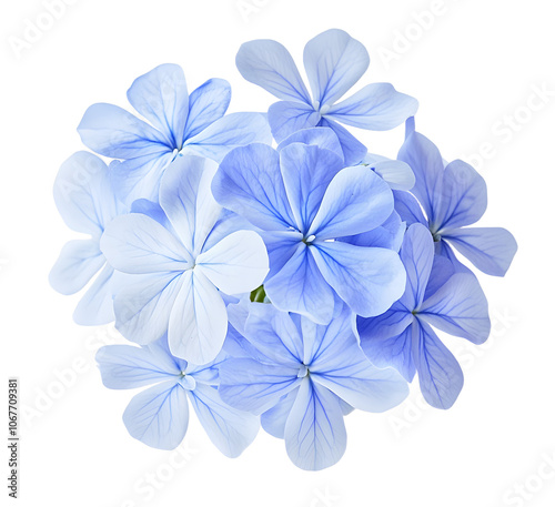 White plumbago or Cape leadwort flower. Close up small blue flower bouquet isolated on transparent background.