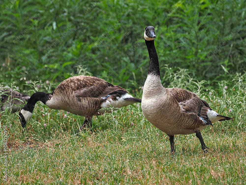 A pair of adult Canada Geese, feeding at Inks Lake State Park. Canadian Goose A pair of adult Canada Geese, feeding at Inks Lake State Park. Canadian Goose