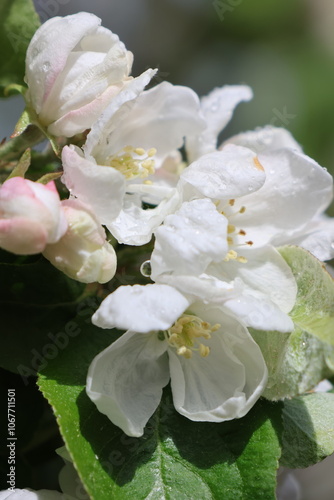 Beautiful apple blossoms in sprintime