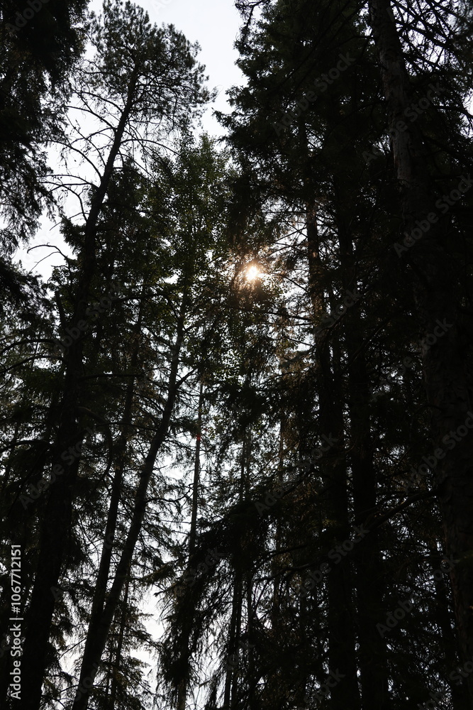 Sun shining through the forest trees Sun shining through the forest trees