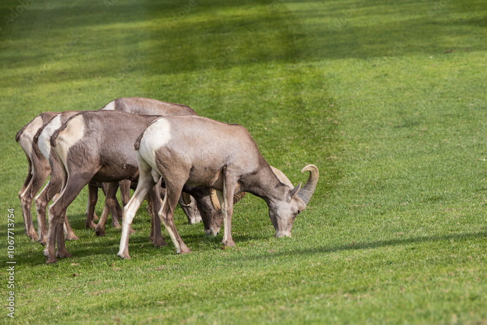 Bighorn sheep herd grazing on grass
Bighorn sheep herd grazing on grass