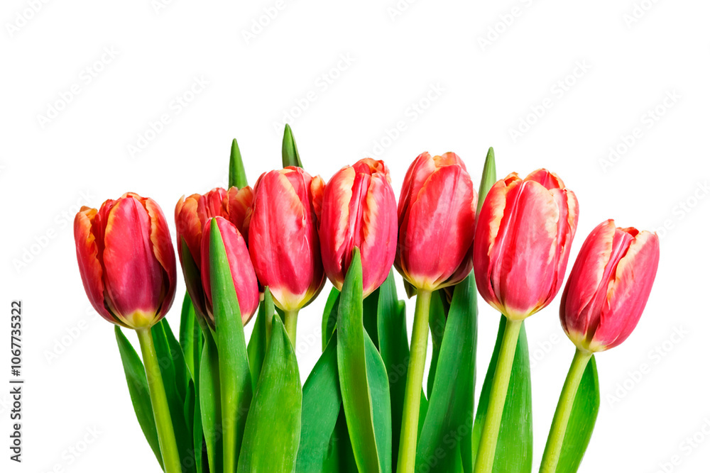 Naklejka premium red tulips isolated on white. PNG transparent background