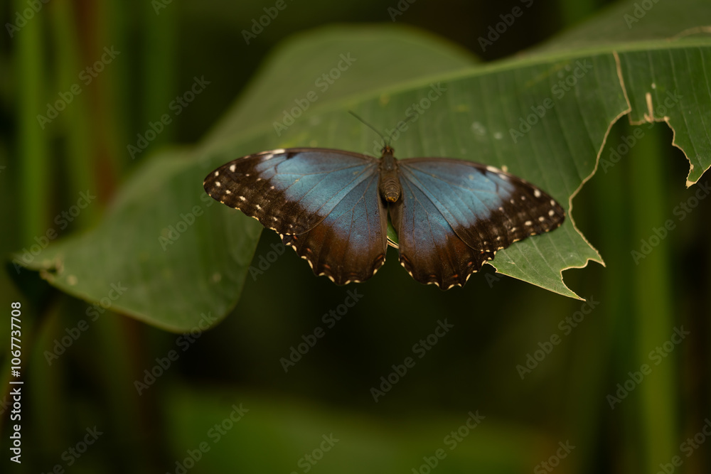 Obraz premium blue butterfly perched on leaf