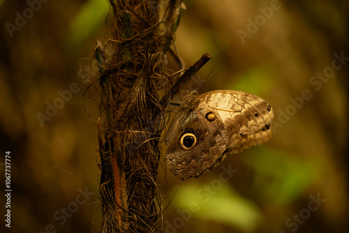 brown butterfly resting on branch