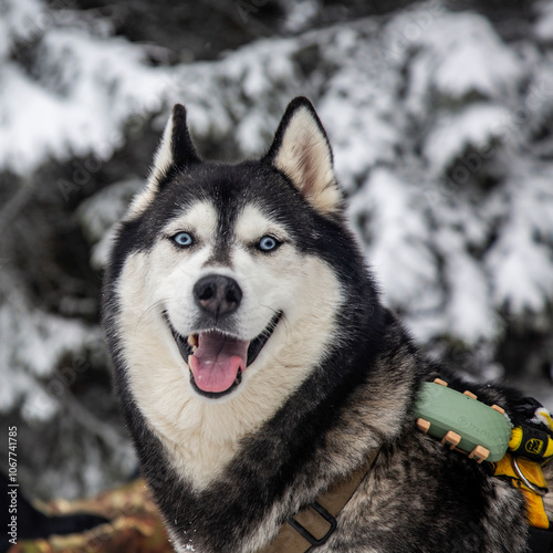 A Siberian husky, with its iconic blue eyes and thick winter coat, strikes a pose photo