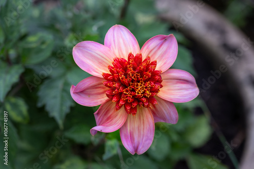 Orange pink dalhia flower in summer, close up photo